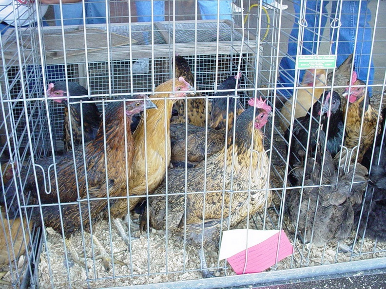 Chick Chain 2004 038.jpg